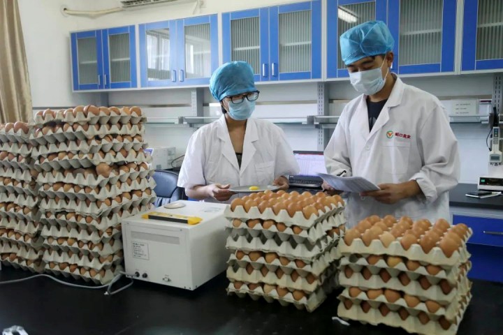 蛋制品检测