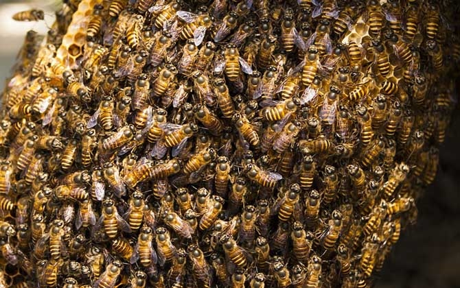 蜂群农药中毒