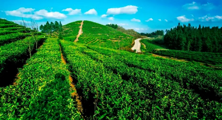 茶叶产业的可持续发展